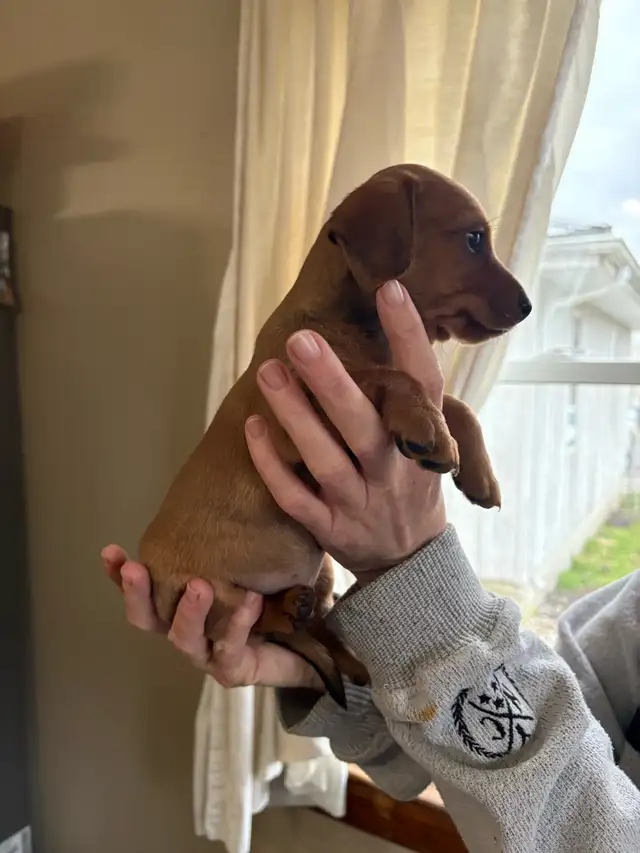 dachshund puppies - Photo 4