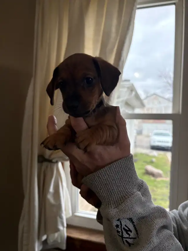 dachshund puppies - Photo 5