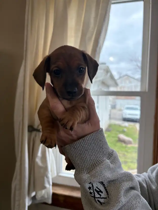 dachshund puppies - Photo 6