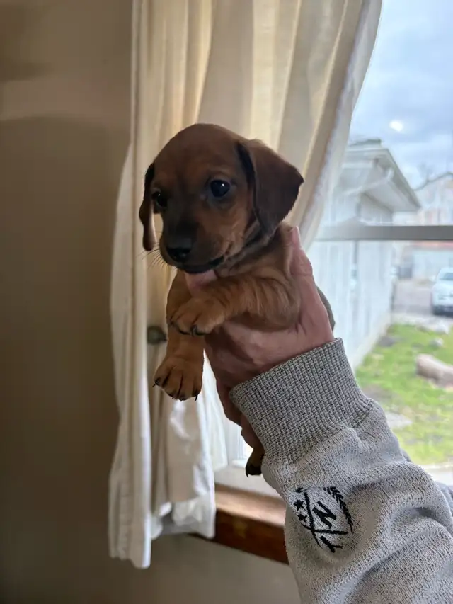 dachshund puppies - Photo 7