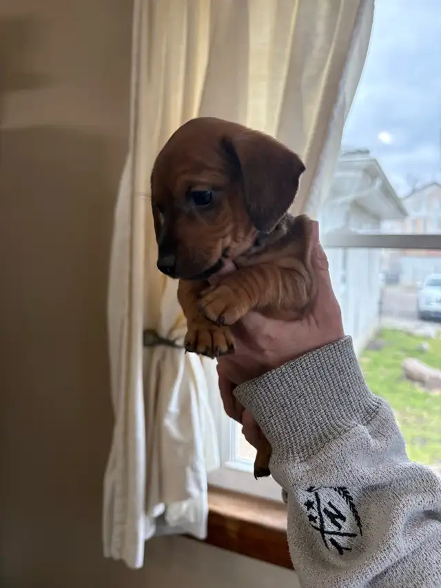 dachshund puppies - Photo 8