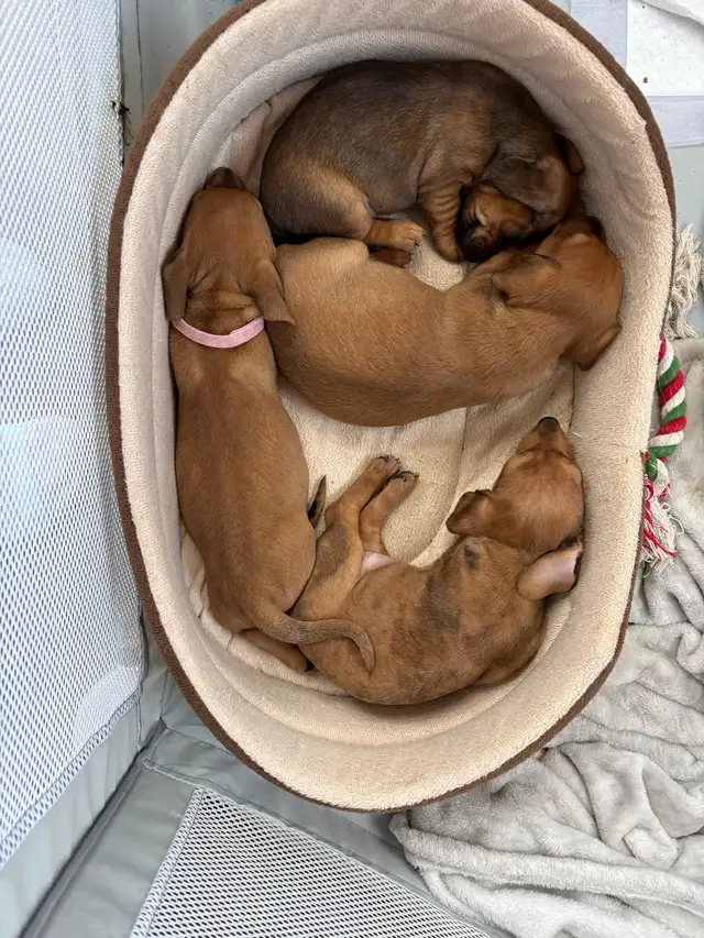 dachshund puppies - Photo 9