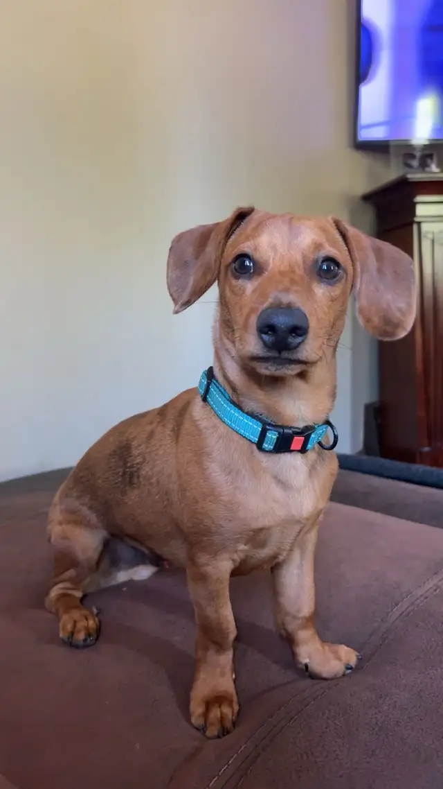 dachshund puppies - Photo 10