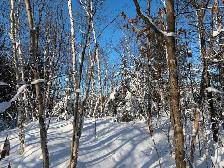 5 Acres on Long Lake Road - Photo 3
