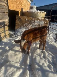 Orphan steer calf
