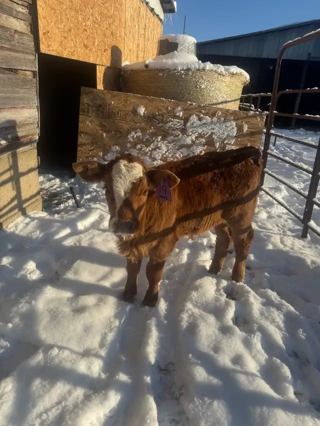 Orphan steer calf - Photo 2