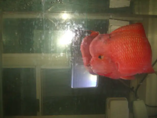 MOVING SALE BEAUTIFUL SUPER RED MONKEY 10 INCH $450 - Photo 3