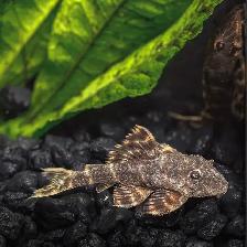 Clown Pleco