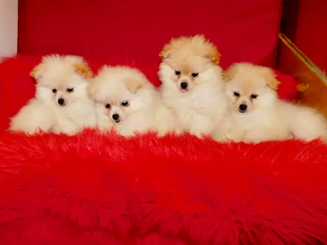 Loulou(small)Pomeranian