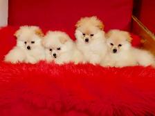 Loulou(small)Pomeranian