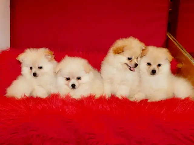 Loulou(small)Pomeranian - Photo 2