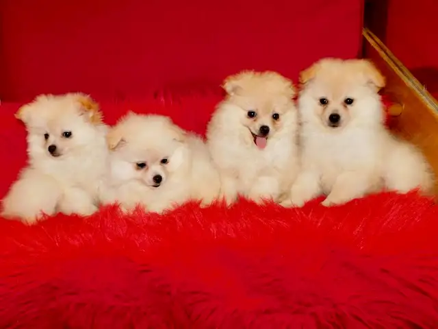 Loulou(small)Pomeranian - Photo 3