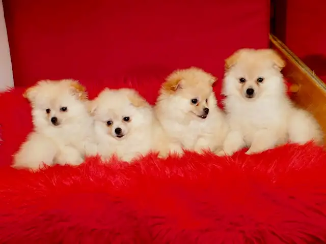 Loulou(small)Pomeranian - Photo 4