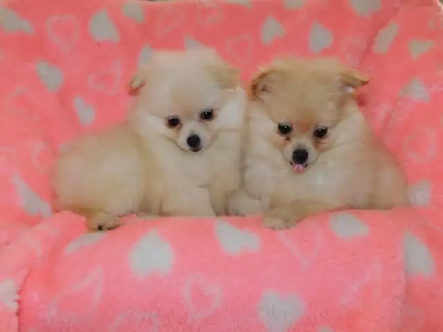 Loulou(small)Pomeranian - Photo 5