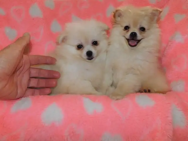 Loulou(small)Pomeranian - Photo 7