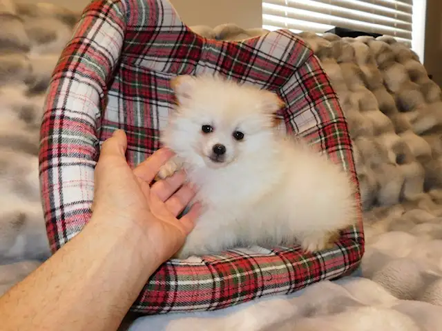 Loulou(small)Pomeranian - Photo 8