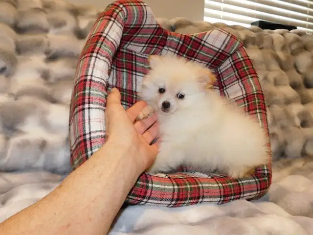 Loulou(small)Pomeranian - Photo 9