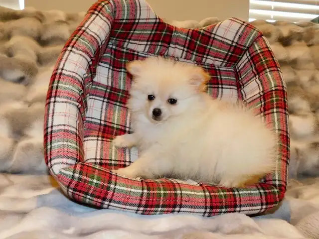 Loulou(small)Pomeranian - Photo 10