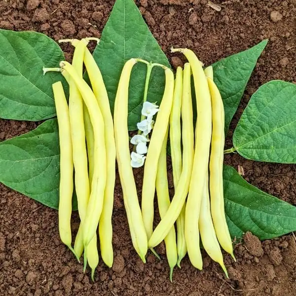 SEMENCES À VENDRE    ‍ - Photo 4