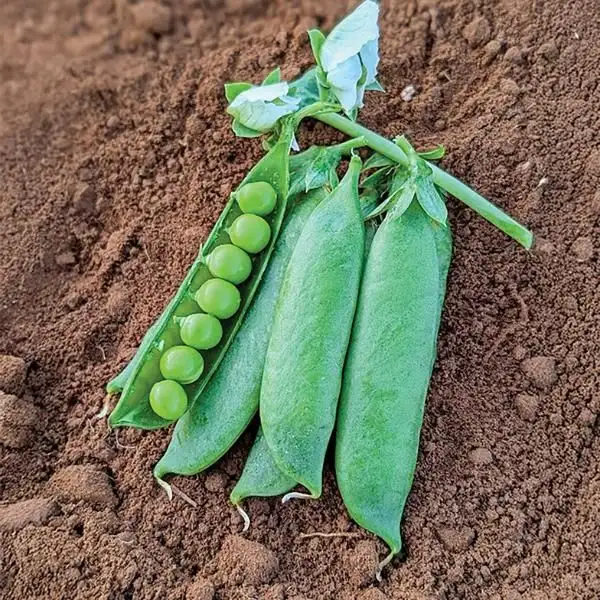 SEMENCES À VENDRE    ‍ - Photo 7