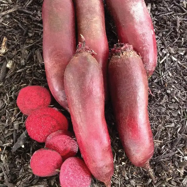 SEMENCES À VENDRE    ‍ - Photo 8