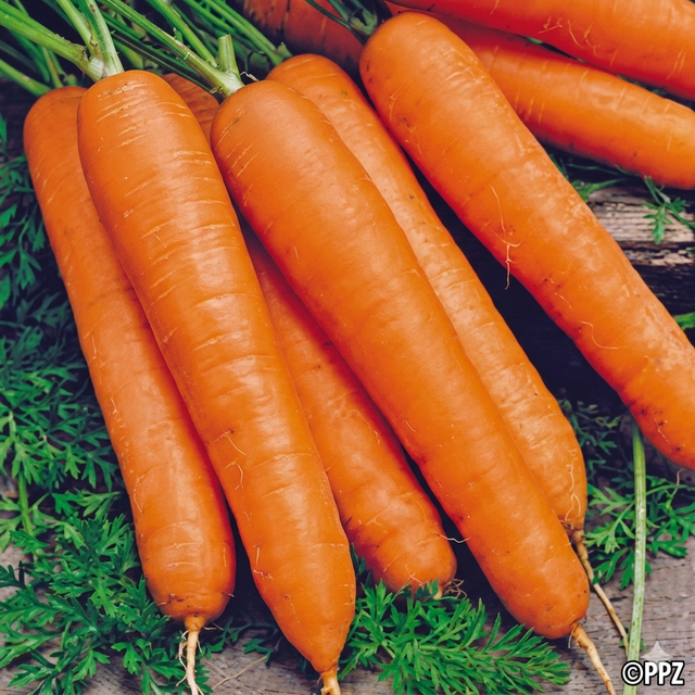 SEMENCES À VENDRE    ‍ - Photo 10