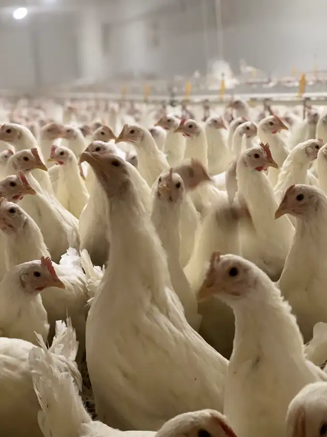 Young Laying Hens up for sale - Photo 2