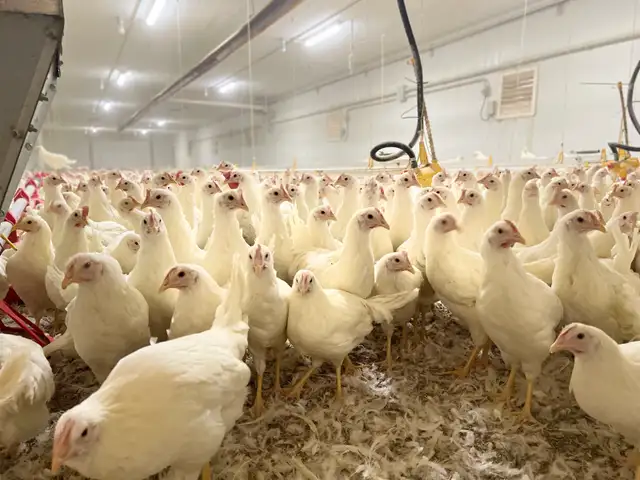 Young Laying Hens up for sale - Photo 3