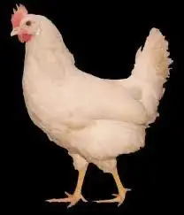 Young Laying Hens up for sale - Photo 5