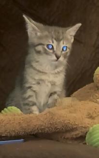 Grey stripped kittens