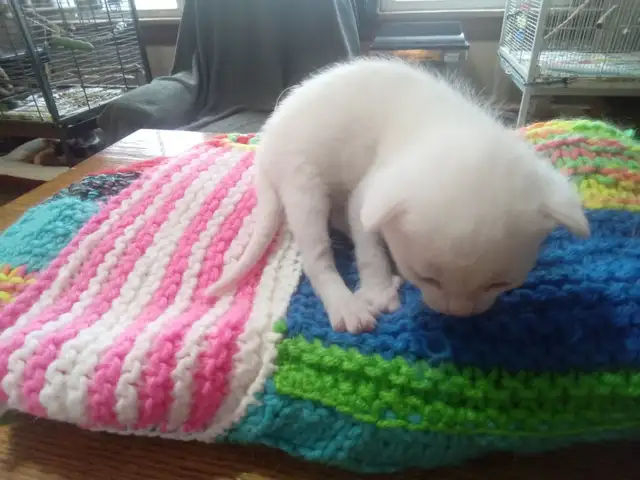 The most darling wee kittens