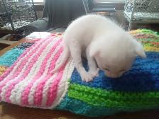 The most darling wee kittens