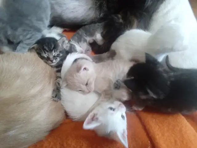 The most darling wee kittens - Photo 2