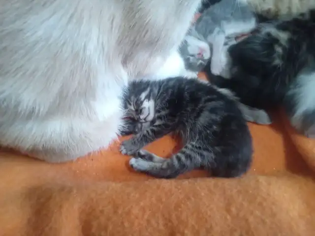 The most darling wee kittens - Photo 3