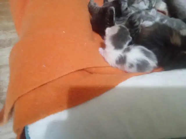 The most darling wee kittens - Photo 4