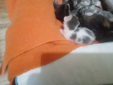 The most darling wee kittens - Photo 4