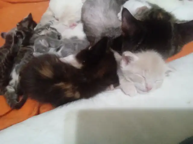 The most darling wee kittens - Photo 5