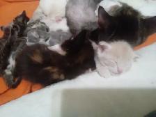 The most darling wee kittens - Photo 5