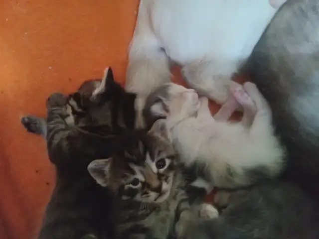 The most darling wee kittens - Photo 6