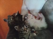 The most darling wee kittens - Photo 6