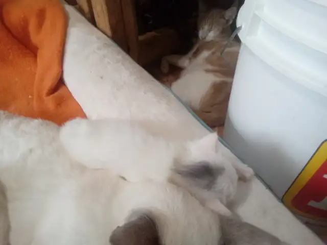 The most darling wee kittens - Photo 7