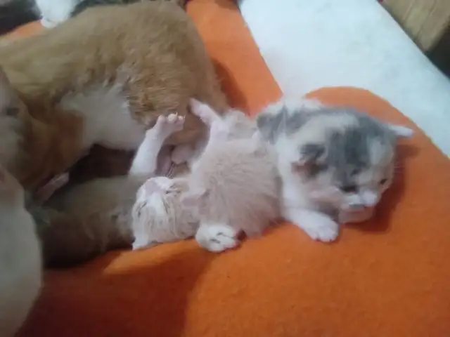 The most darling wee kittens - Photo 8