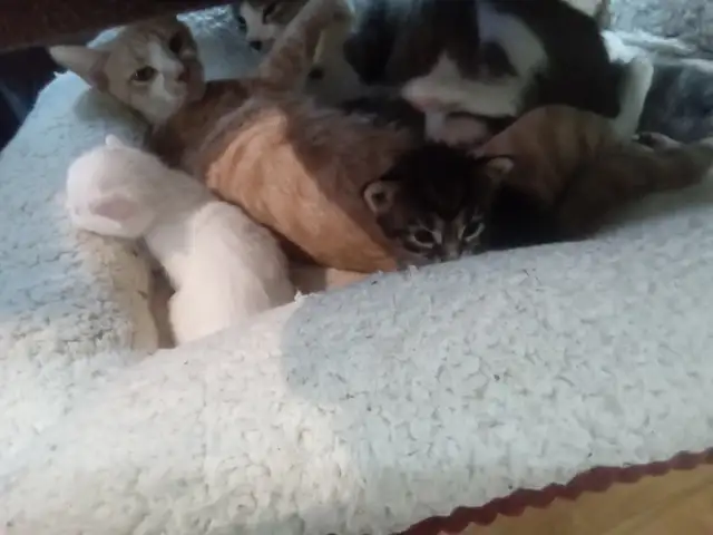 The most darling wee kittens - Photo 9