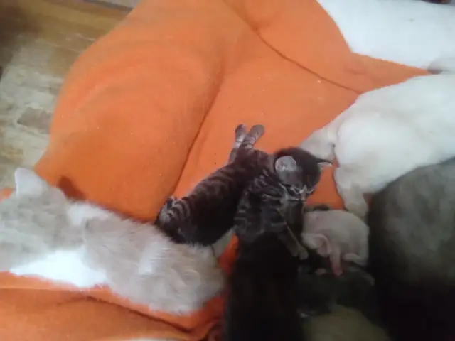 The most darling wee kittens - Photo 10