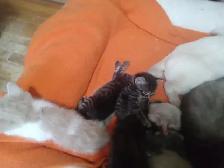 The most darling wee kittens - Photo 10