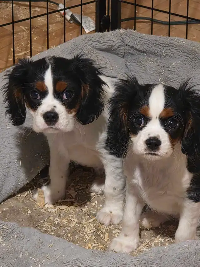 2 Beau Cavalier King Charles