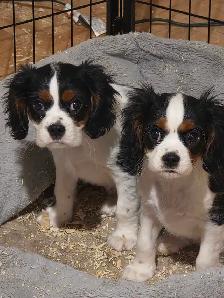 2 Beau Cavalier King Charles
