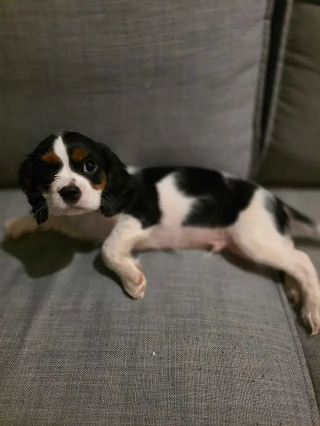 2 Beau Cavalier King Charles - Photo 2
