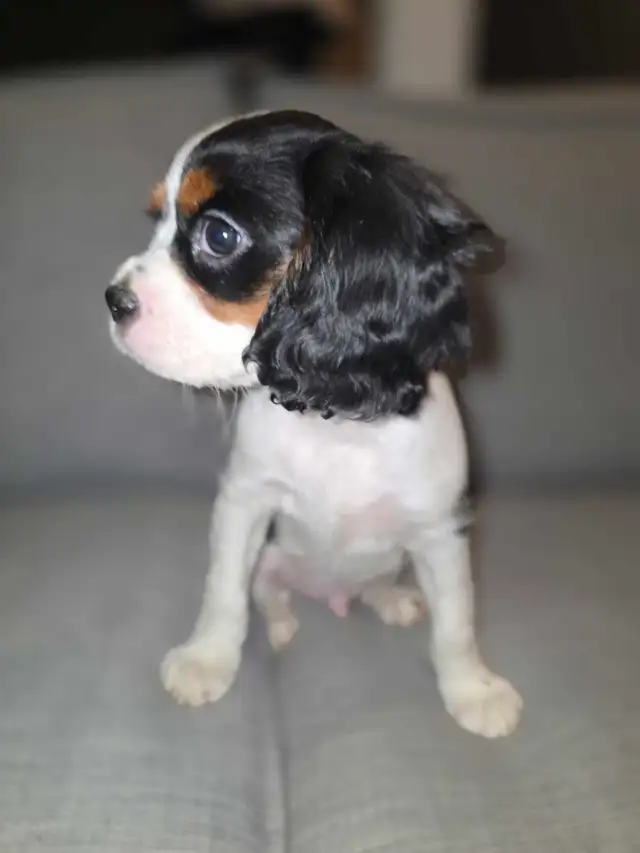 2 Beau Cavalier King Charles - Photo 3