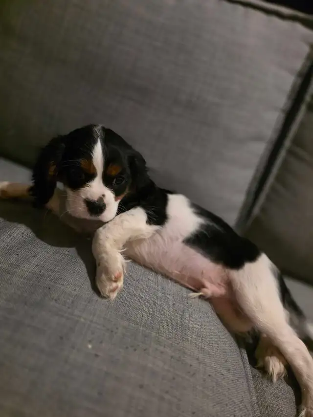 2 Beau Cavalier King Charles - Photo 5